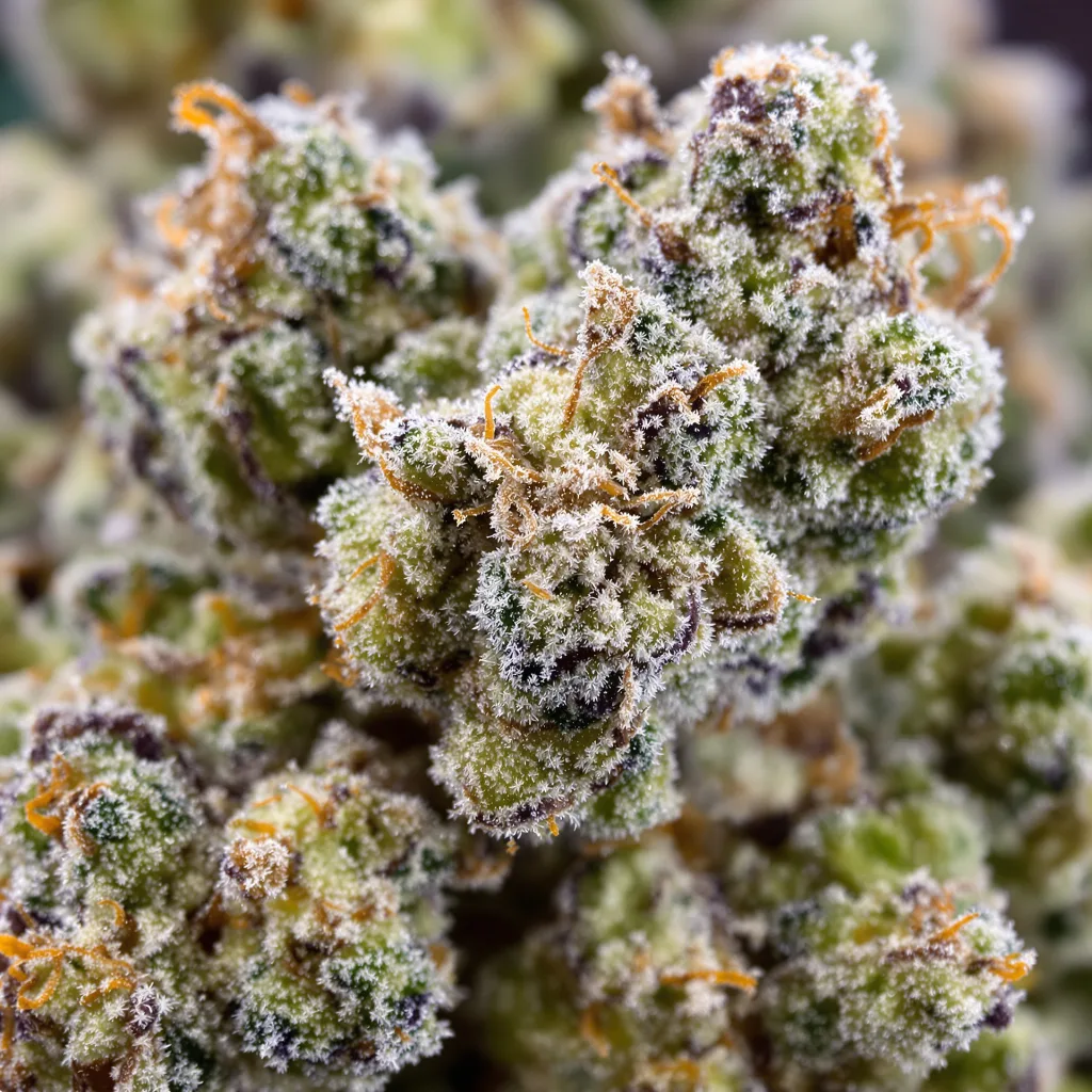 Gros plan de fleur de cannabis AK-47 montrant structure équilibrée avec trichomes givrés
