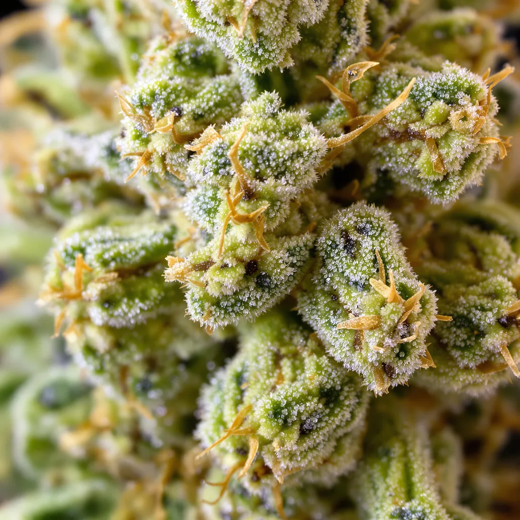 Gros plan de fleur de cannabis AK montrant structure aérée vert lime