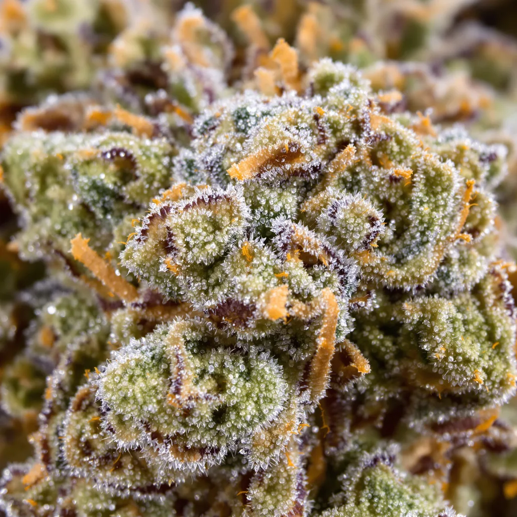Gros plan de fleur de cannabis Alchemy montrant structure équilibrée avec trichomes givrés