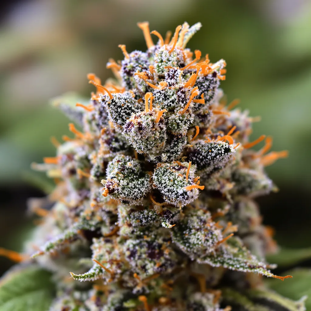 Gros plan de fleur de cannabis Alien Dawg montrant calices denses aux reflets violets