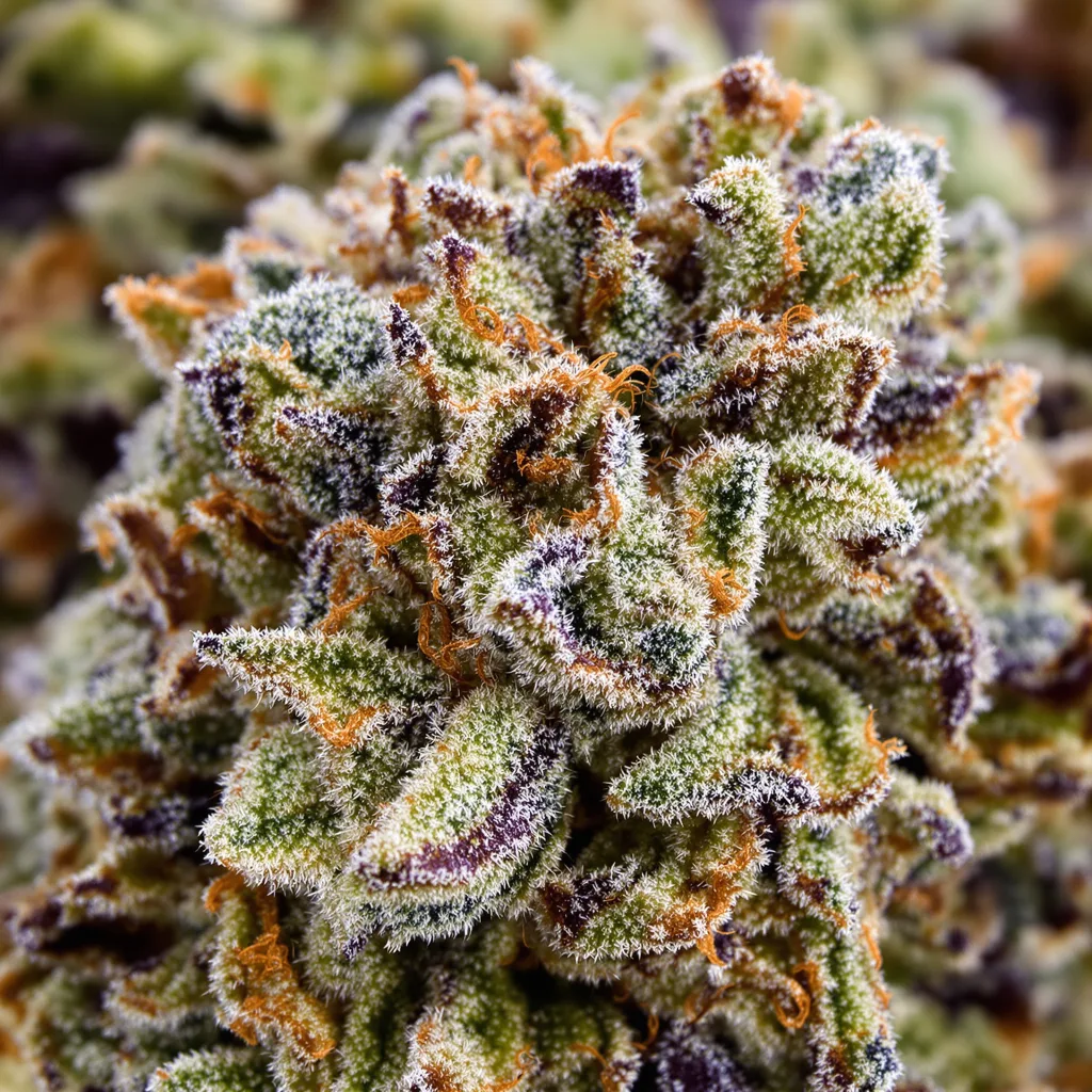 Gros plan de fleur de cannabis Alien Kush montrant structure équilibrée avec trichomes givrés