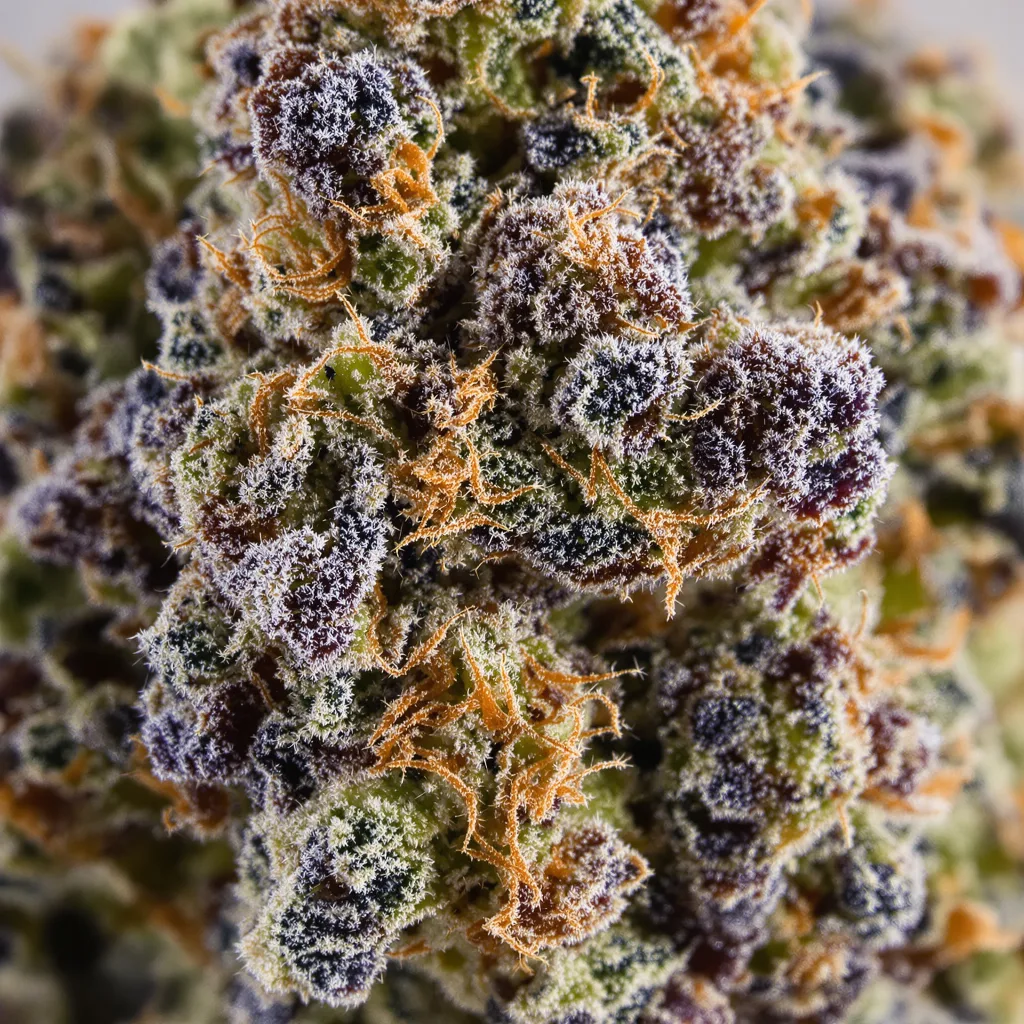 Gros plan de fleur de cannabis Alien Mints montrant calices denses aux reflets violets