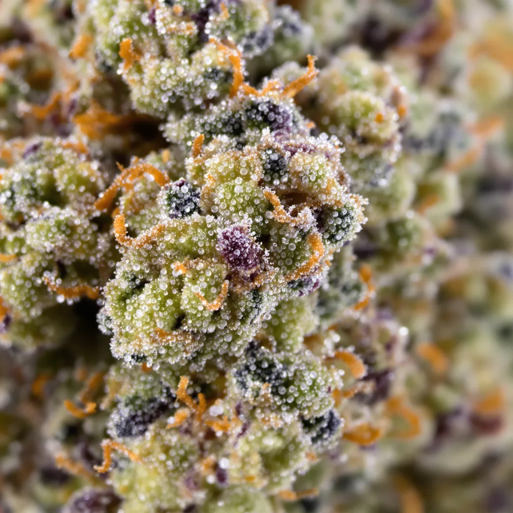 Gros plan de fleur de cannabis Alien OG montrant structure équilibrée avec trichomes givrés