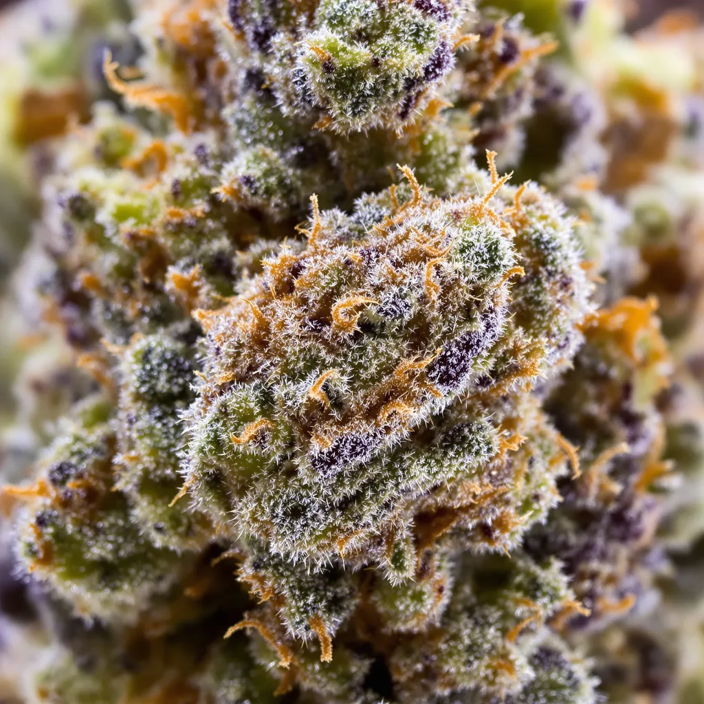 Gros plan de fleur de cannabis Alien Rock Candy montrant structure équilibrée avec trichomes givrés