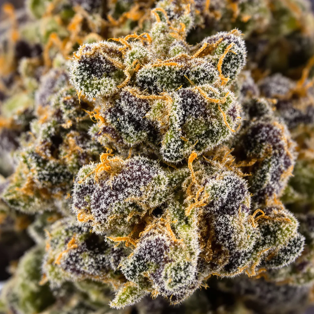Gros plan de fleur de cannabis Alien Technology montrant calices denses aux reflets violets