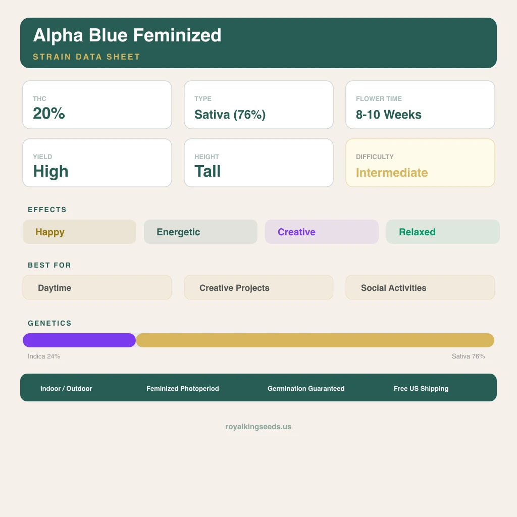 Alpha Blue 24% indica / 76% sativa — fleur avec trichomes visibles