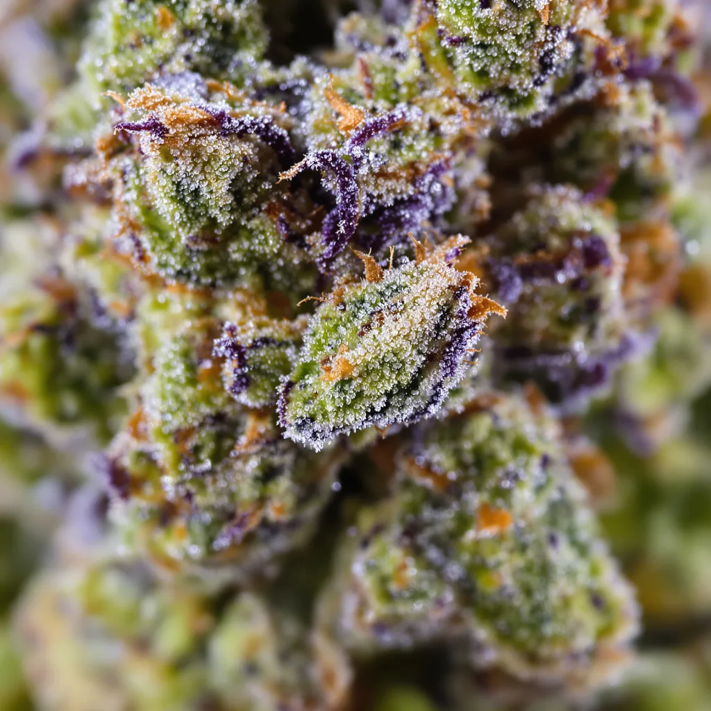 Gros plan de fleur de cannabis Alpine Blue montrant structure équilibrée avec trichomes givrés
