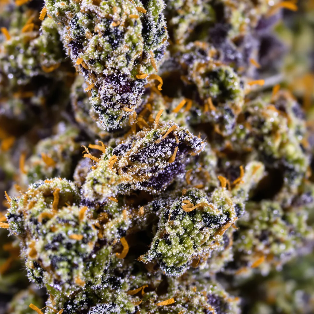Gros plan de fleur de cannabis Amazonian montrant calices denses aux reflets violets