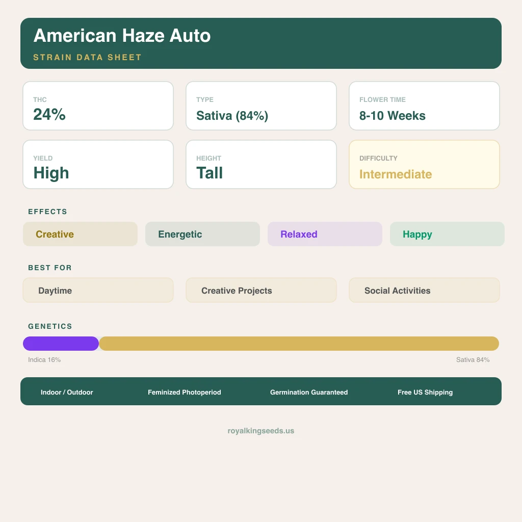 American Haze 16% indica / 84% sativa — fleur avec trichomes visibles