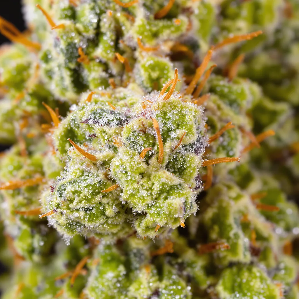 Gros plan de fleur de cannabis American Haze montrant structure aérée vert lime