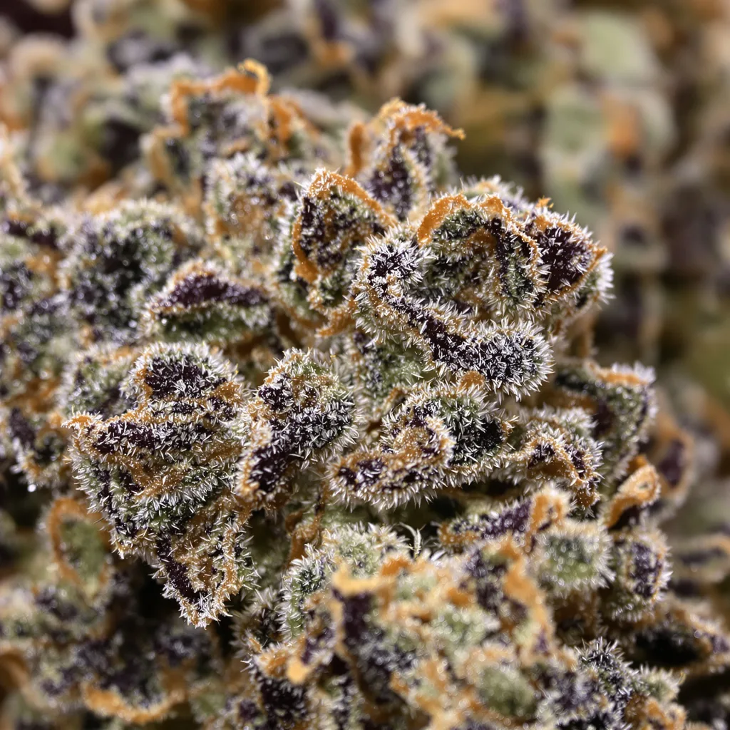 Gros plan de fleur de cannabis American Kush montrant calices denses aux reflets violets