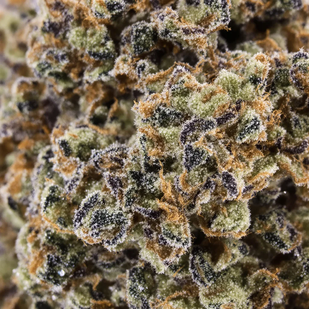 Gros plan de fleur de cannabis American Kush montrant calices denses aux reflets violets