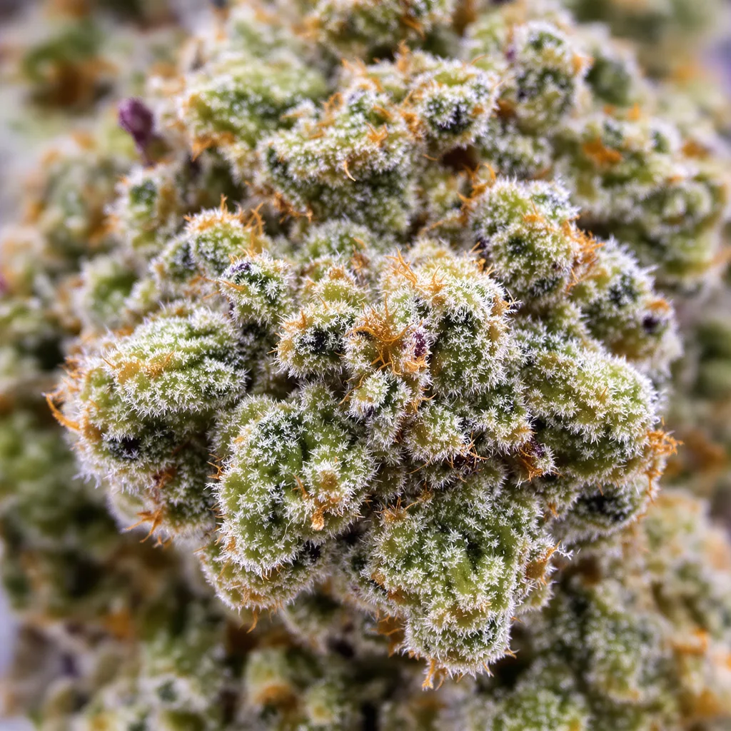 Gros plan de fleur de cannabis American Strain Mixpack montrant structure ouverte avec pistils orangés