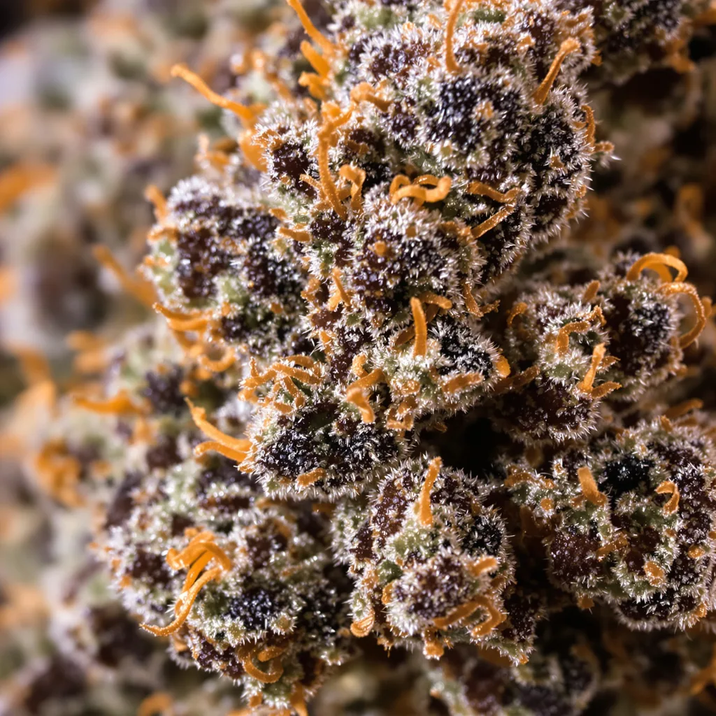Gros plan de fleur de cannabis Americano montrant calices denses aux reflets violets