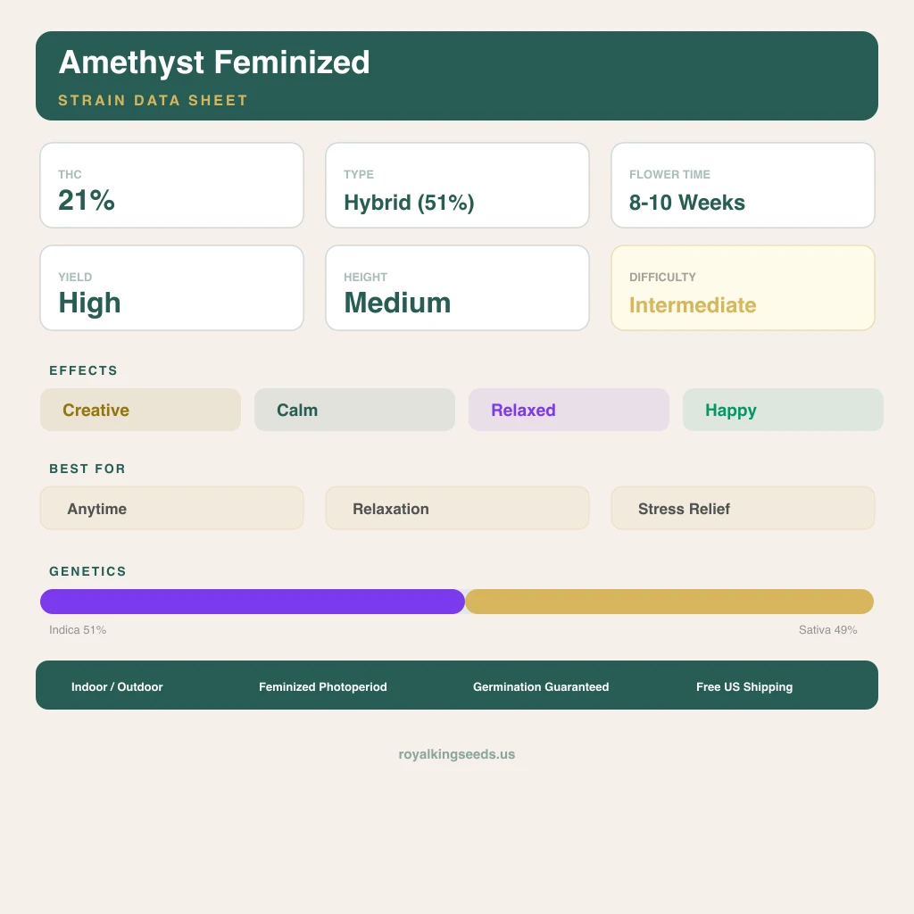 Amethyst 51% indica / 49% sativa — fleur avec trichomes visibles