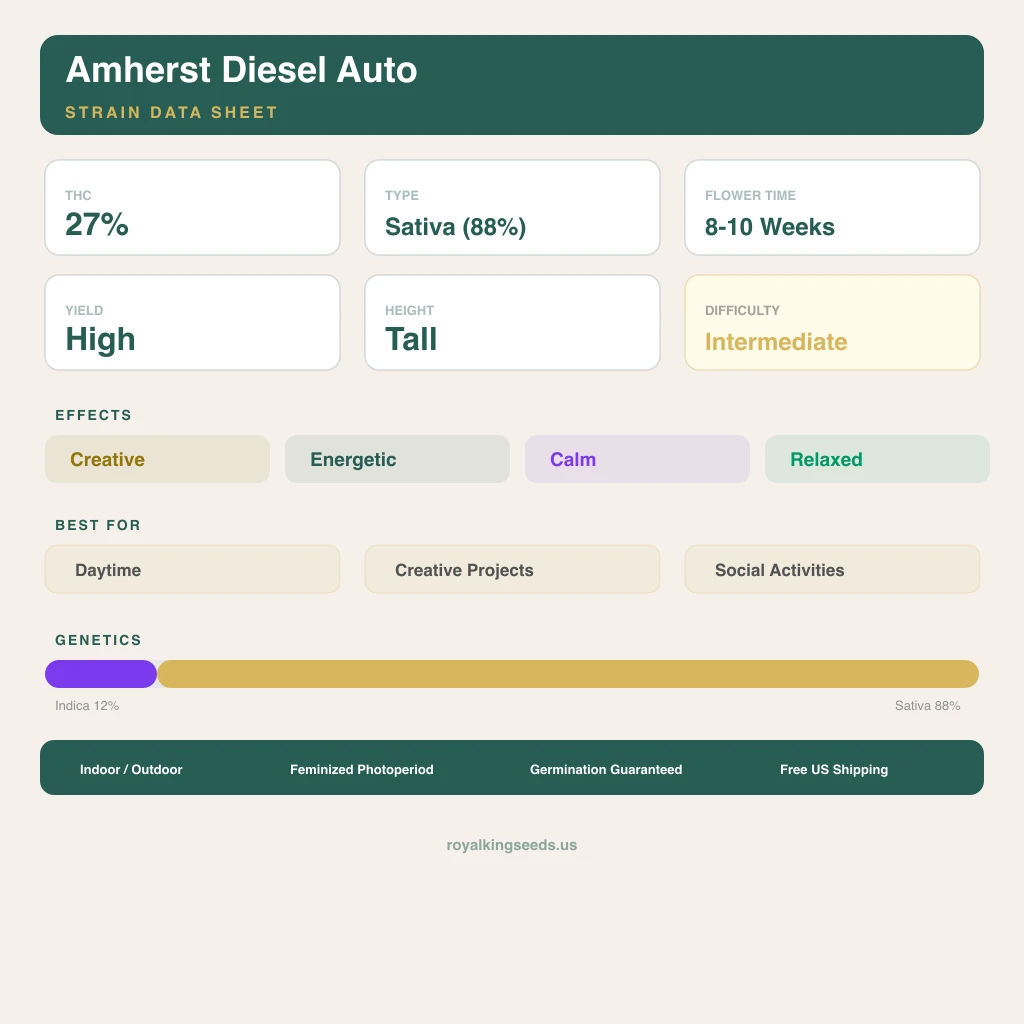 Amherst Diesel 12% indica / 88% sativa — fleur avec trichomes visibles