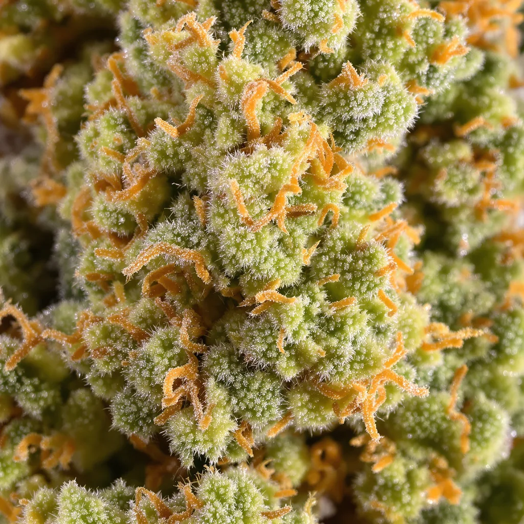 Gros plan de fleur de cannabis Amherst Diesel montrant structure aérée vert lime