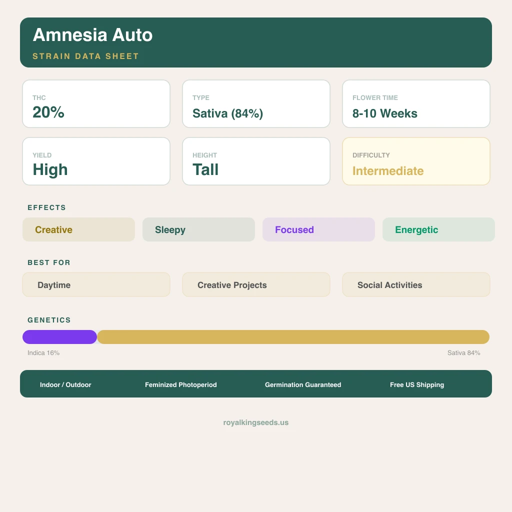 Amnesia 16% indica / 84% sativa — fleur avec trichomes visibles