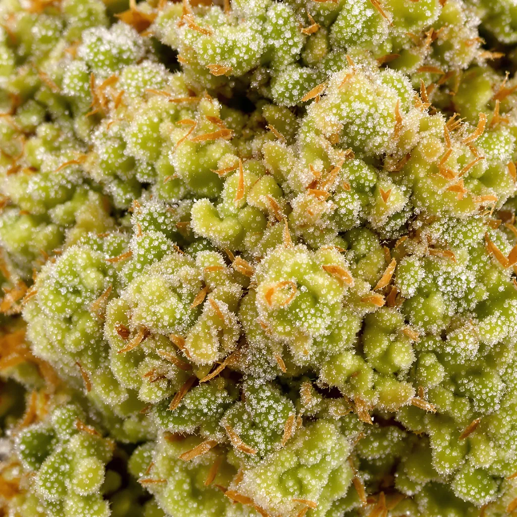 Gros plan de fleur de cannabis Amnesia montrant structure aérée vert lime