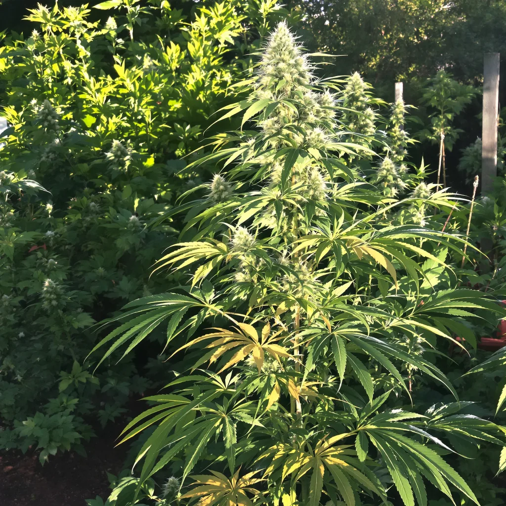 Amnesia 16% indica / 84% sativa — fleur avec trichomes visibles