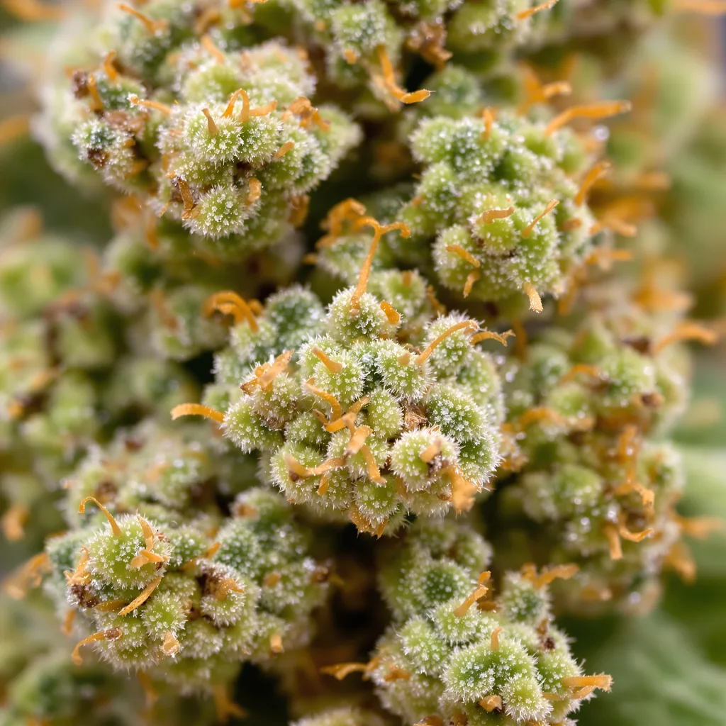 Gros plan de fleur de cannabis Amnesia Haze montrant structure aérée vert lime