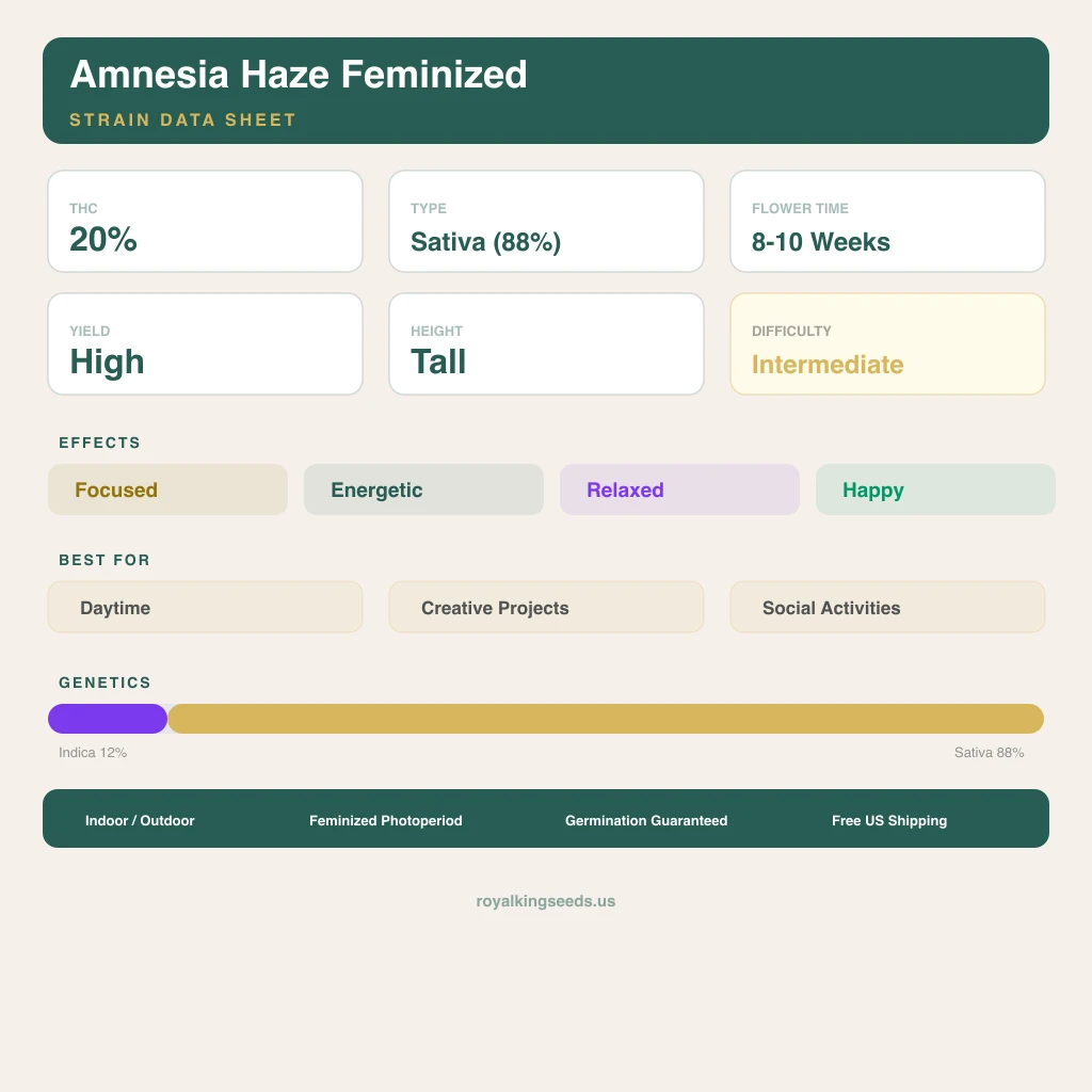 Amnesia Haze 12% indica / 88% sativa — fleur avec trichomes visibles