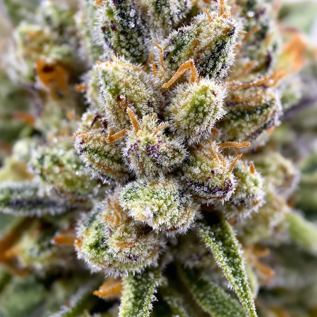 Gros plan de fleur de cannabis Amnesia Lemon montrant structure équilibrée avec trichomes givrés