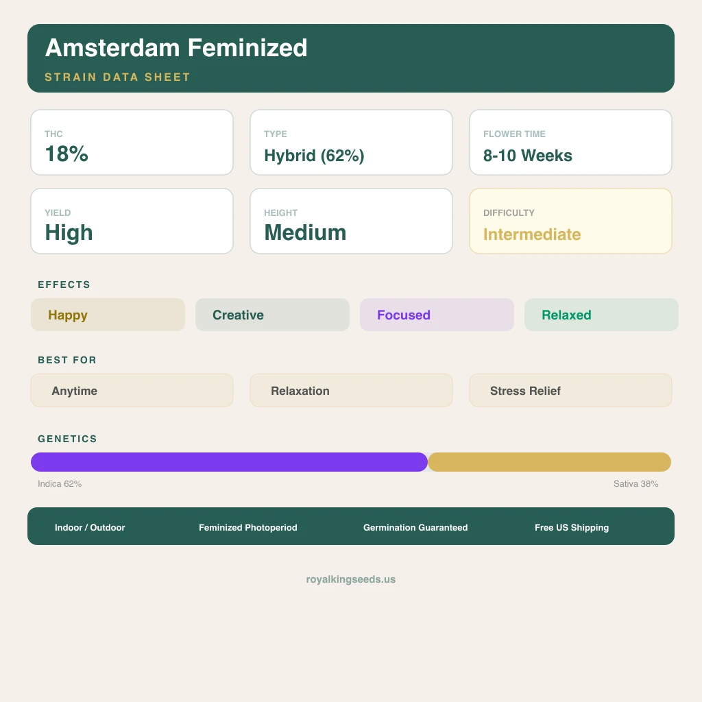 Amsterdam 62% indica / 38% sativa — fleur avec trichomes visibles