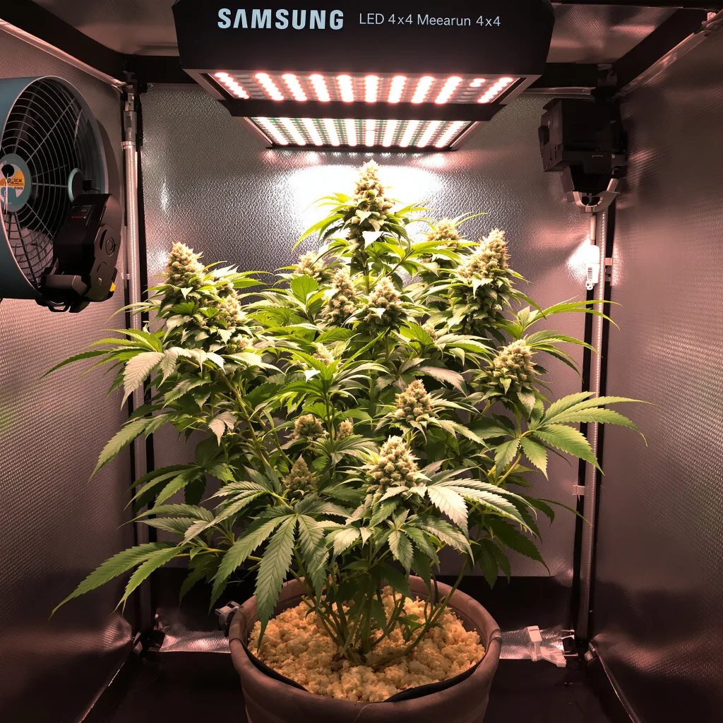Plante de cannabis Anesthesia en floraison — 90-130 cm féminisée