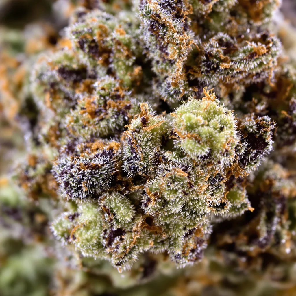 Gros plan de fleur de cannabis Animal Cookies montrant calices denses aux reflets violets