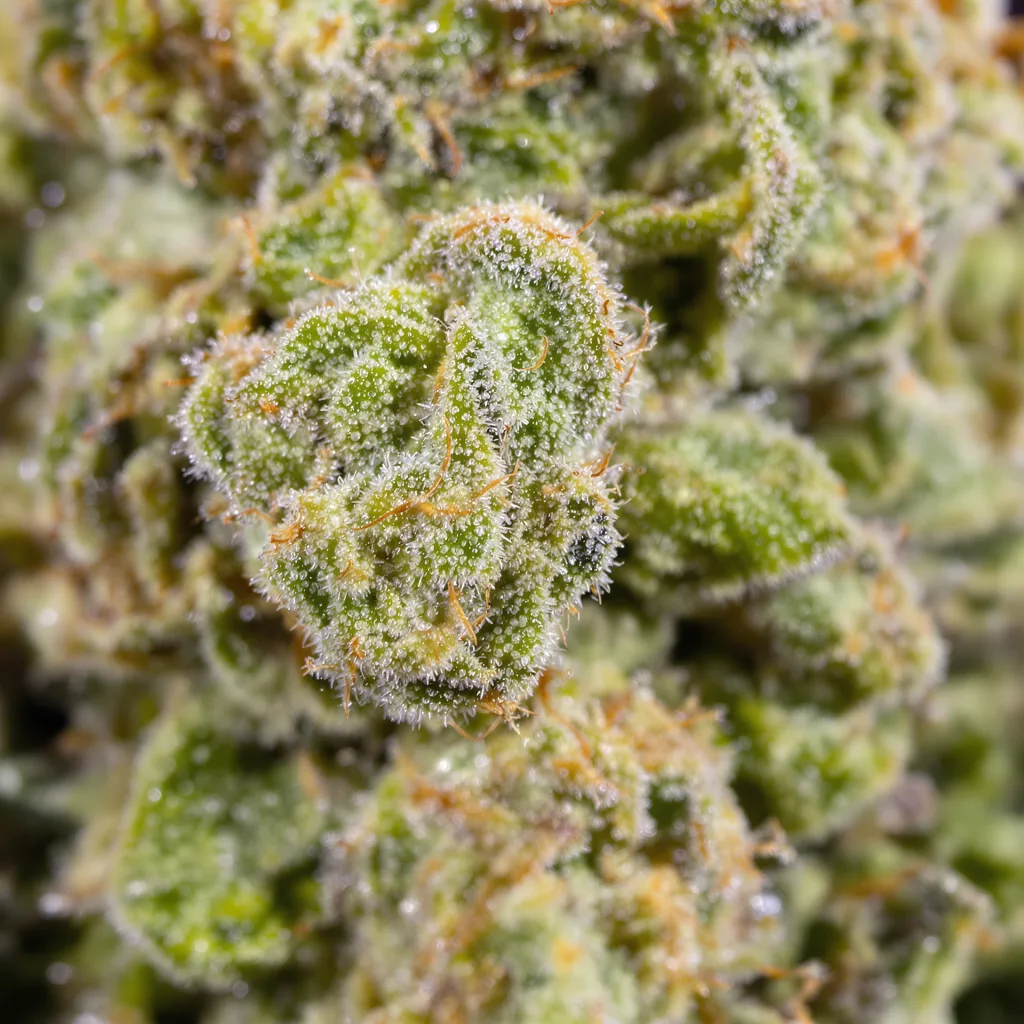 Gros plan de fleur de cannabis Apollo 13 montrant structure aérée vert lime