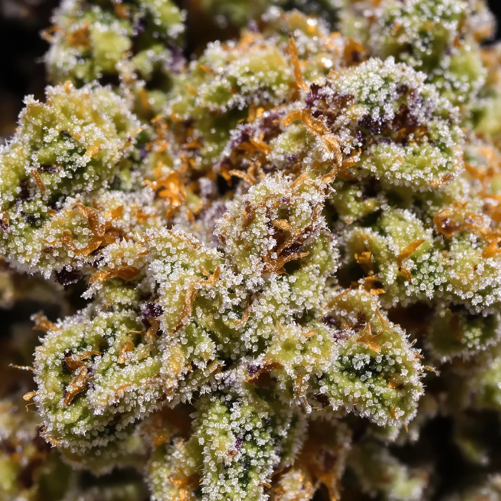 Gros plan de fleur de cannabis Apple Crisp montrant structure équilibrée avec trichomes givrés