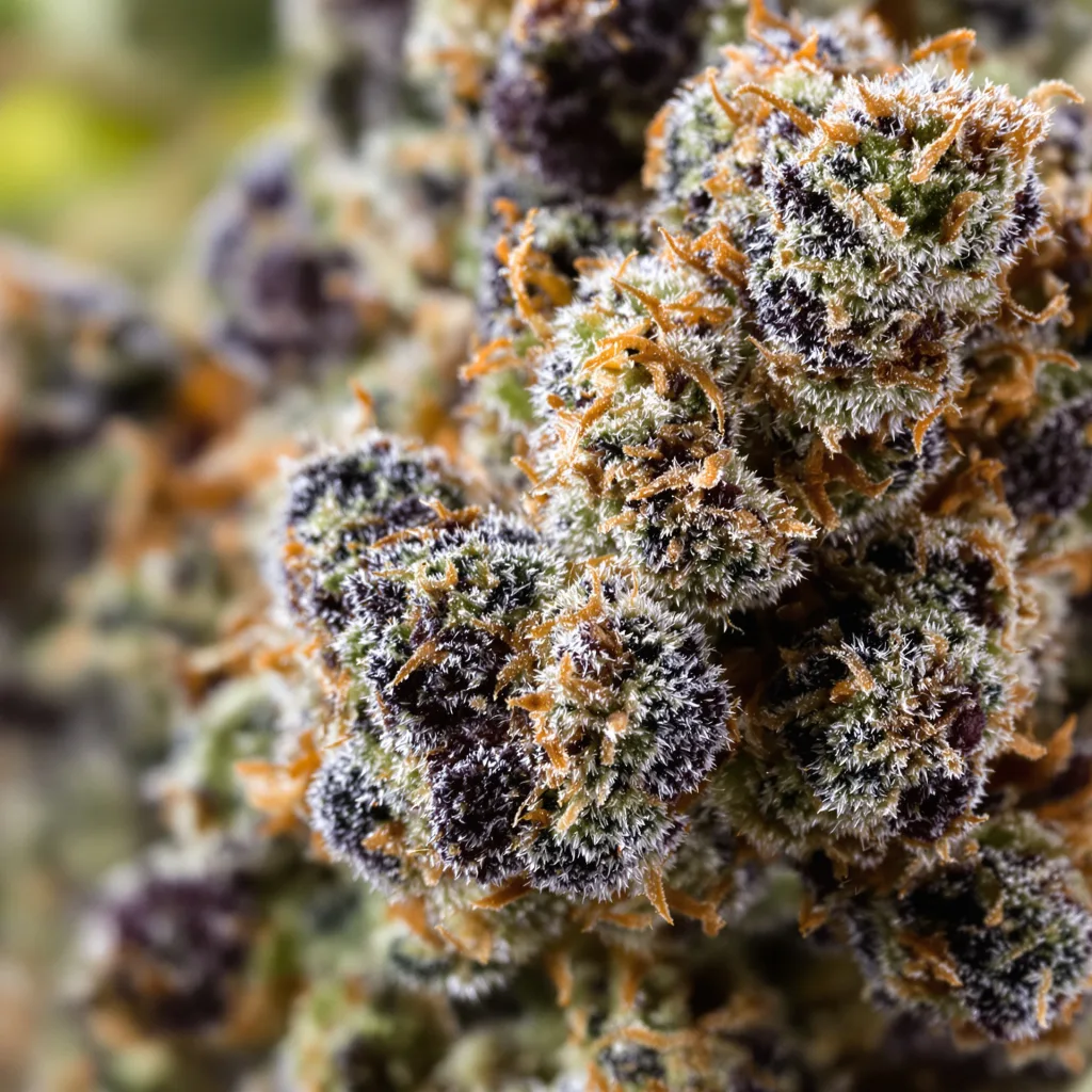 Gros plan de fleur de cannabis Apple Tarts montrant calices denses aux reflets violets