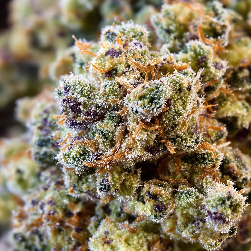 Gros plan de fleur de cannabis Apples and Bananas montrant nugs denses vert forêt