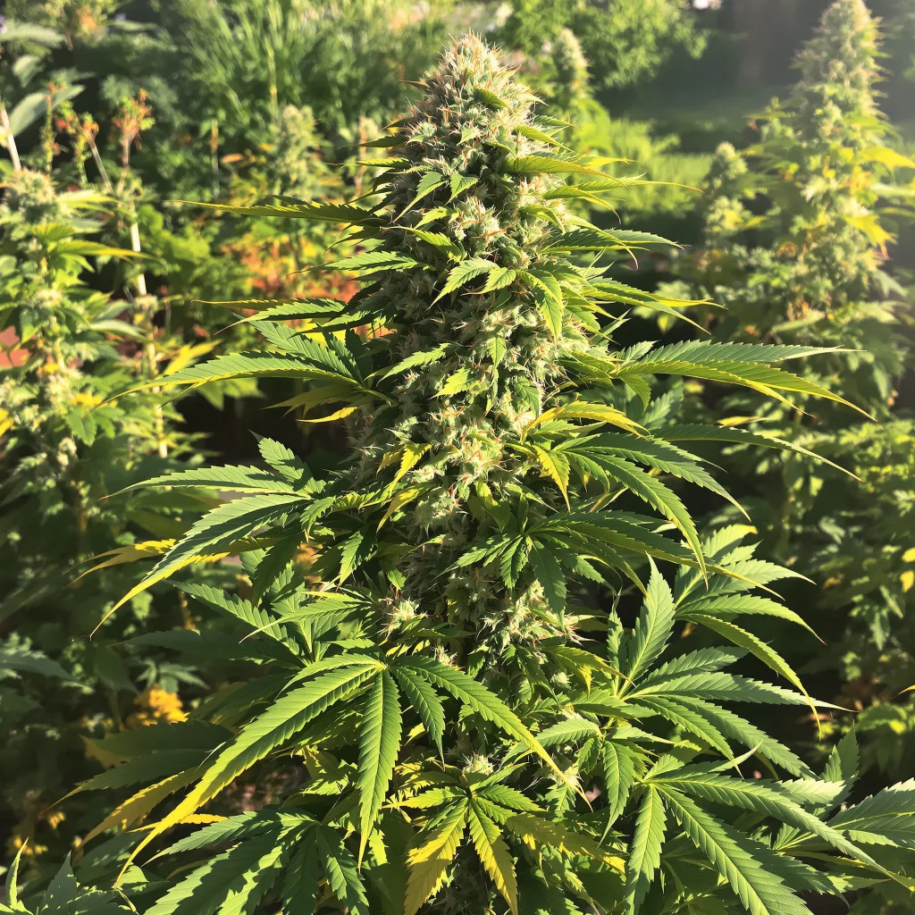 Aspen OG 86% indica / 14% sativa — fleur avec trichomes visibles