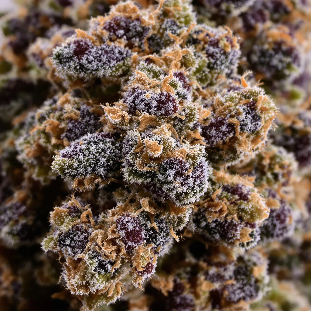 Gros plan de fleur de cannabis Athabasca montrant calices denses aux reflets violets