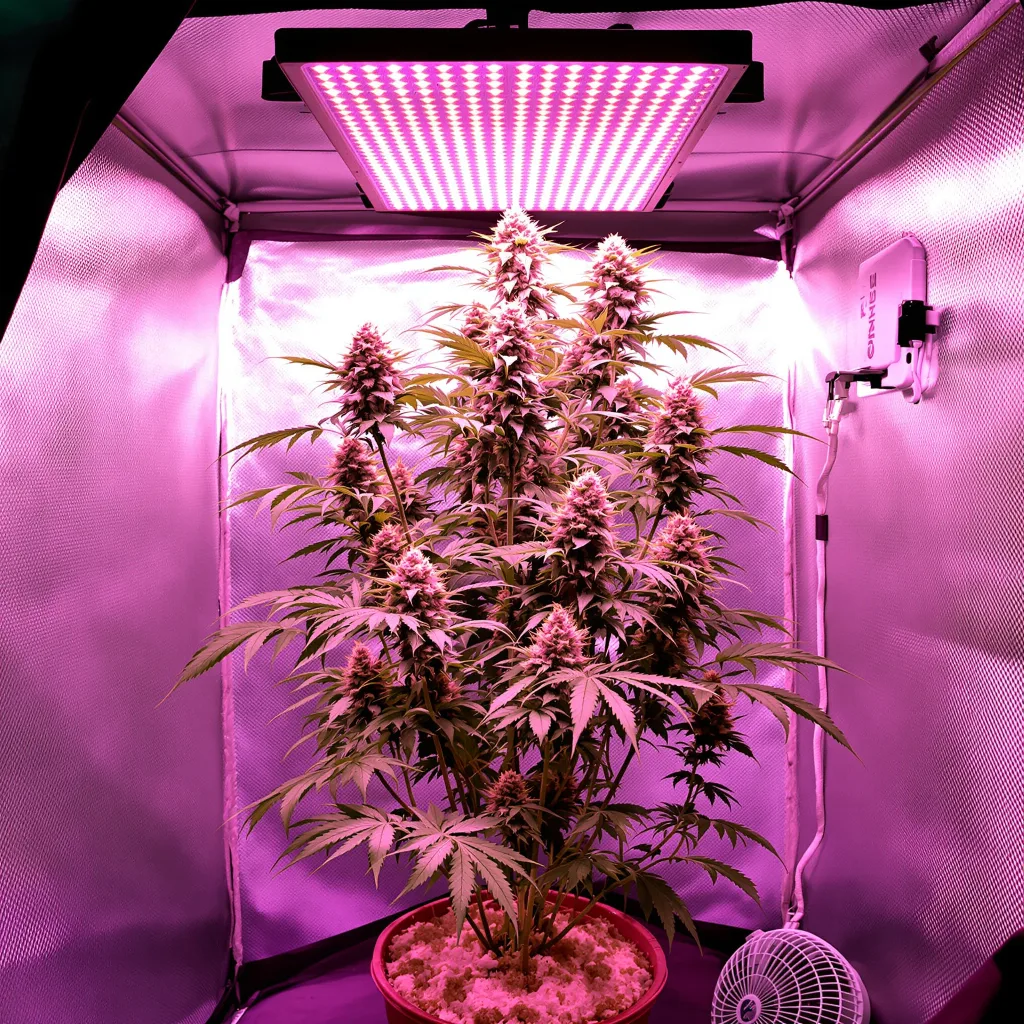 Plante de cannabis Atomic Northern Lights en floraison — 120-180 cm féminisée