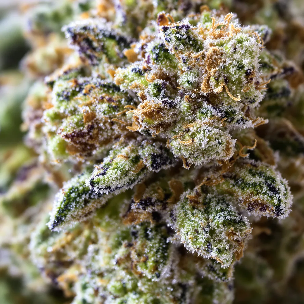 Gros plan de fleur de cannabis Aurora Borealis montrant structure équilibrée avec trichomes givrés