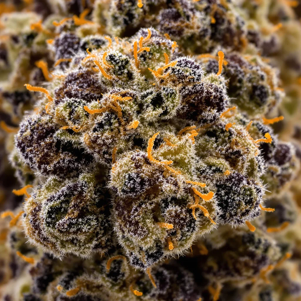 Gros plan de fleur de cannabis Bakerstreet montrant calices denses aux reflets violets