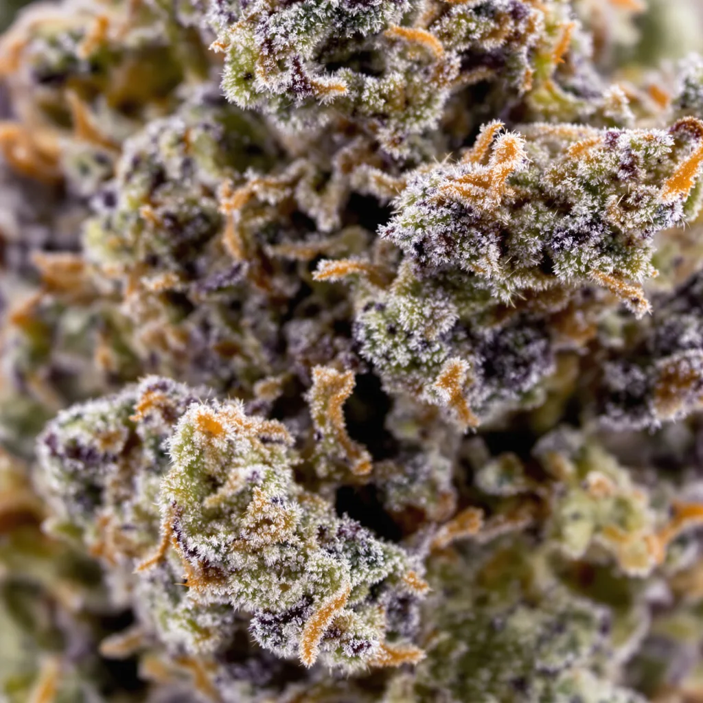Gros plan de fleur de cannabis Banana Candy montrant calices denses aux reflets violets