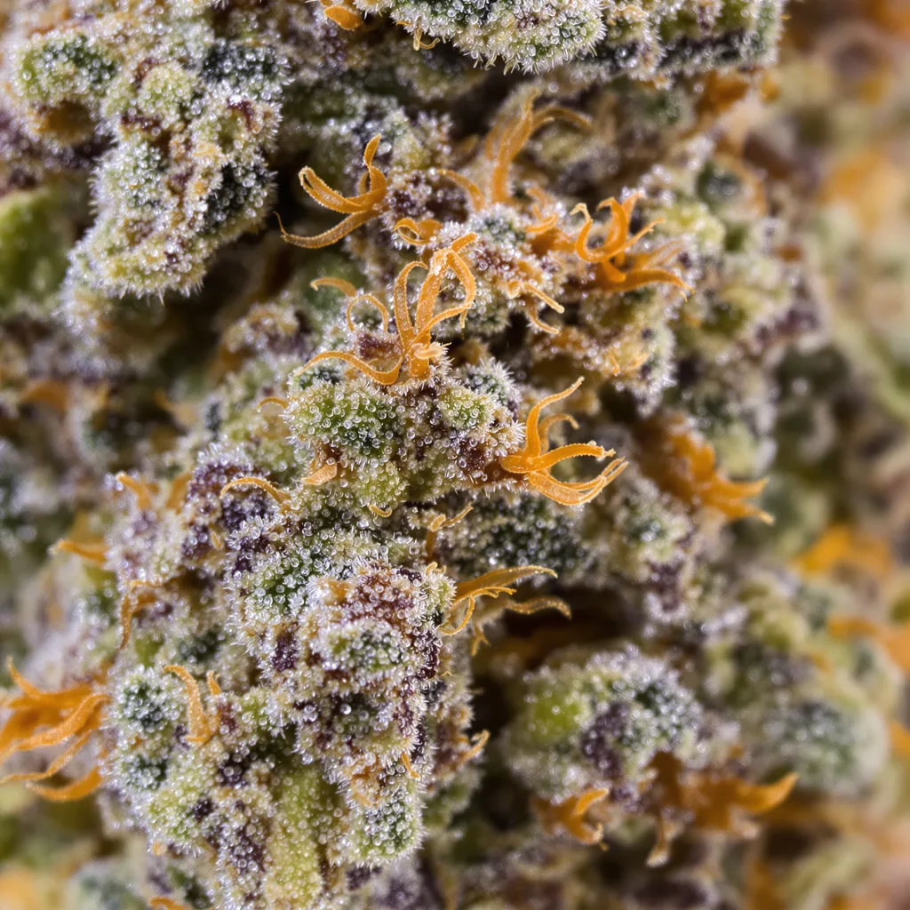 Gros plan de fleur de cannabis Banana Daddy montrant calices denses aux reflets violets