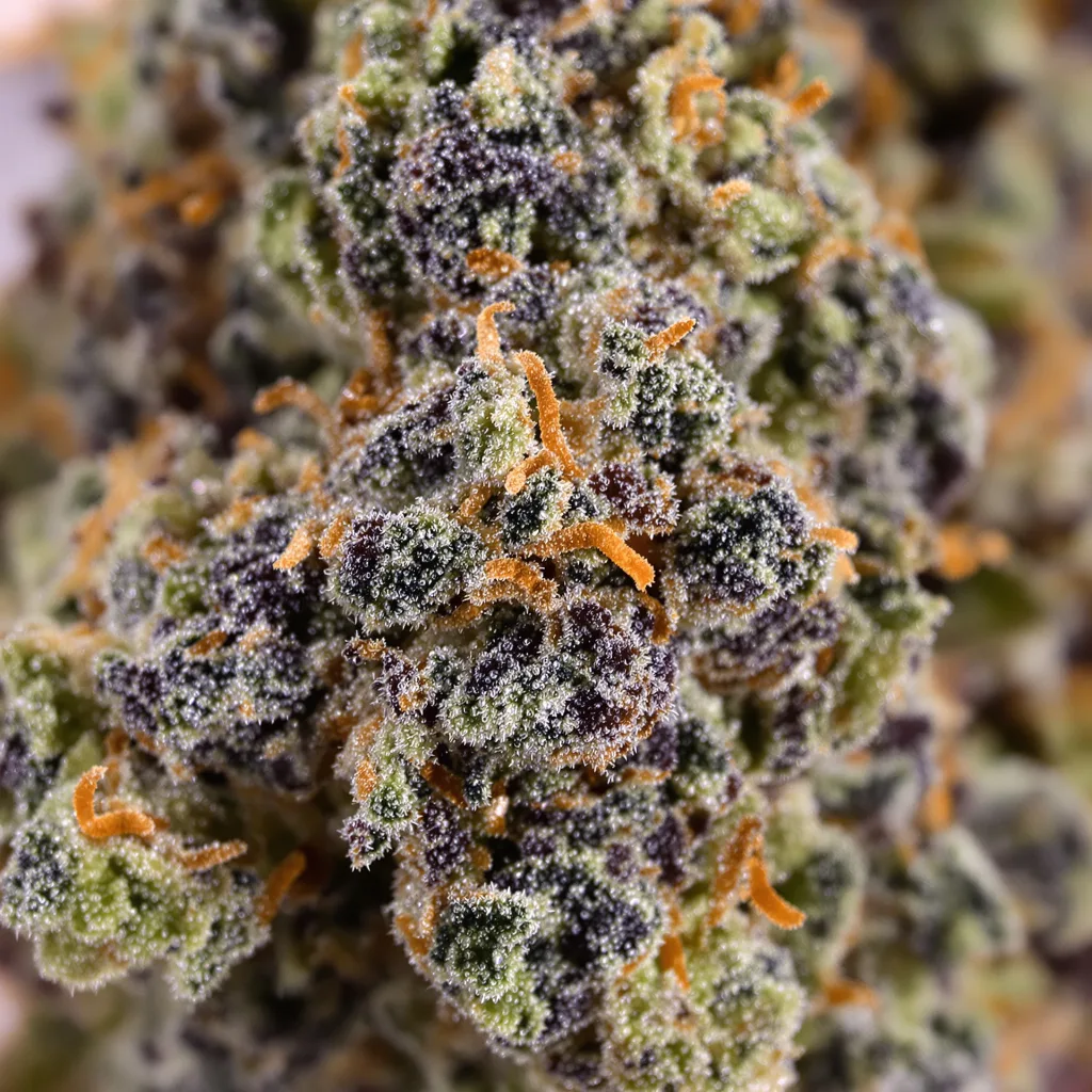 Gros plan de fleur de cannabis Banana Kush montrant calices denses aux reflets violets
