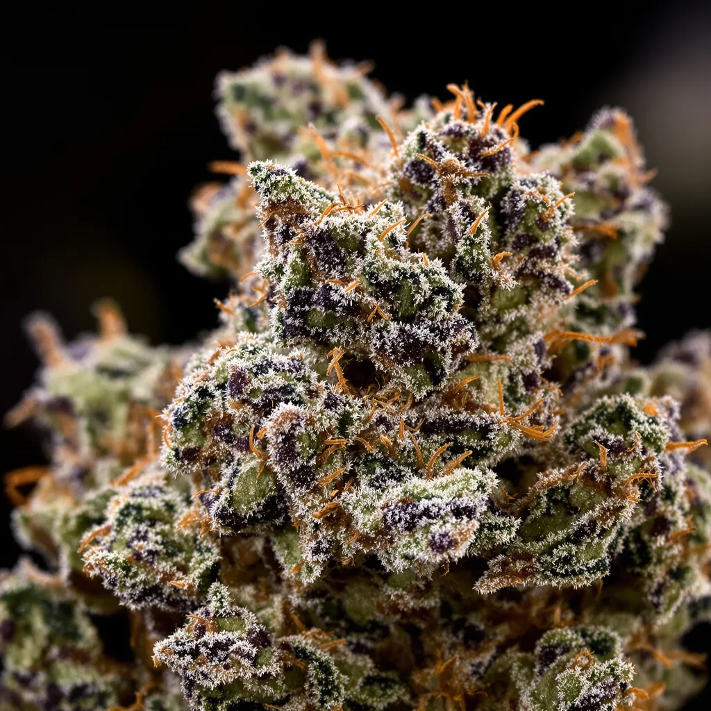 Gros plan de fleur de cannabis Banana Kush montrant calices denses aux reflets violets