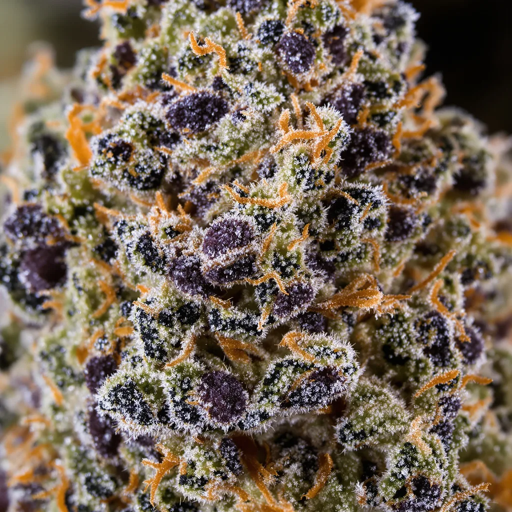 Gros plan de fleur de cannabis Banana OG montrant calices denses aux reflets violets