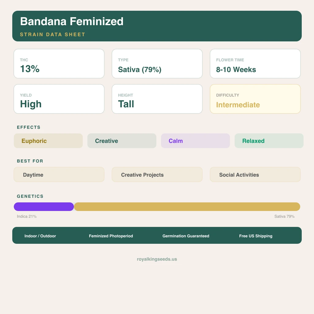 Bandana 21% indica / 79% sativa — fleur avec trichomes visibles