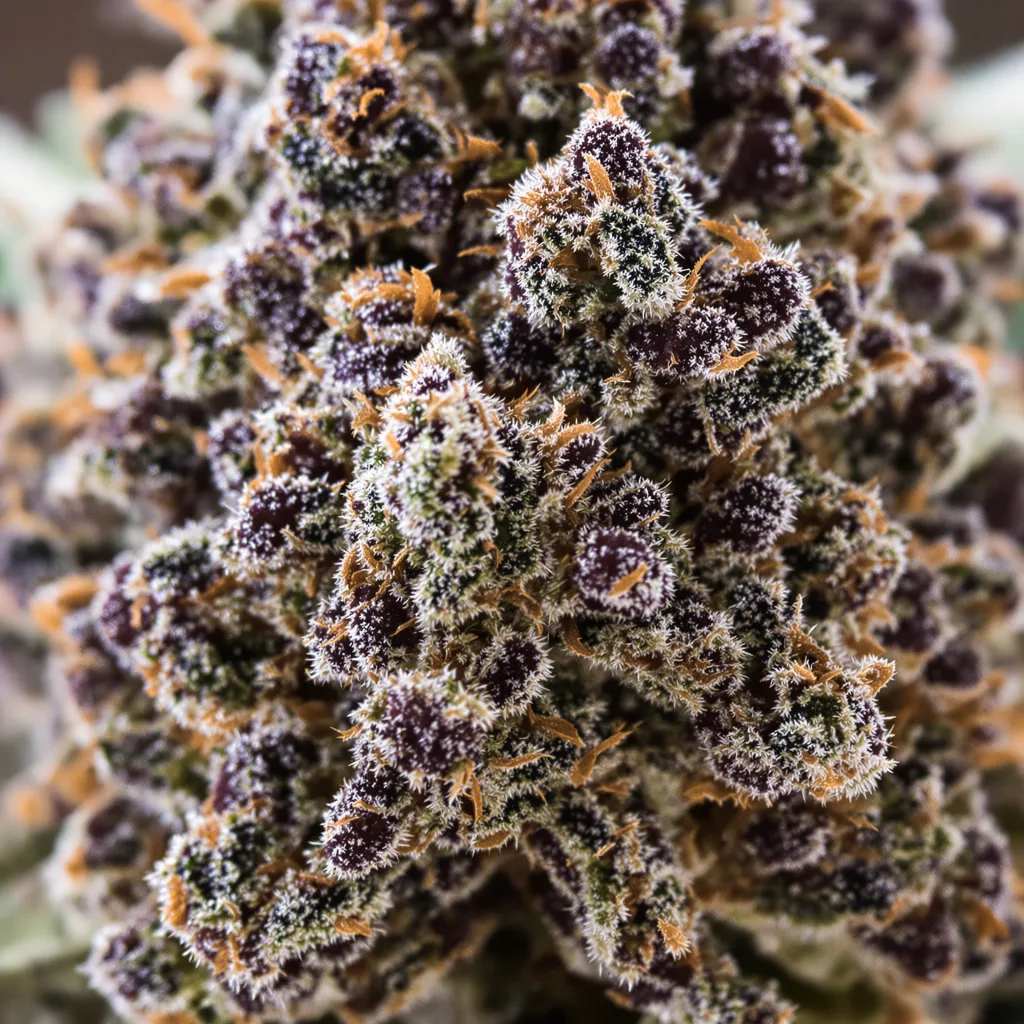 Gros plan de fleur de cannabis Barbara Bud montrant calices denses aux reflets violets