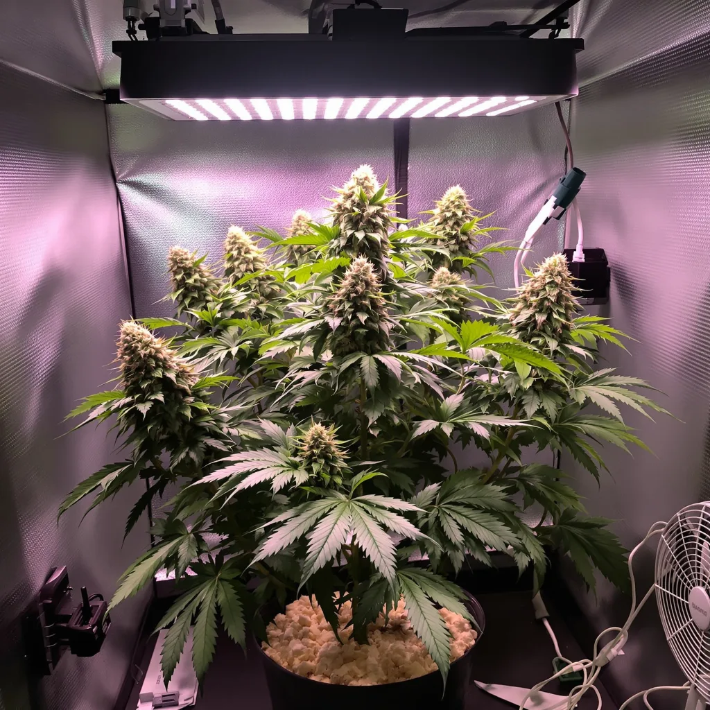 Plante de cannabis Bay Dream en floraison — 90-130 cm féminisée