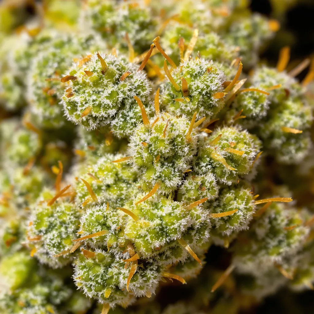 Gros plan de fleur de cannabis Bear Dance montrant structure aérée vert lime