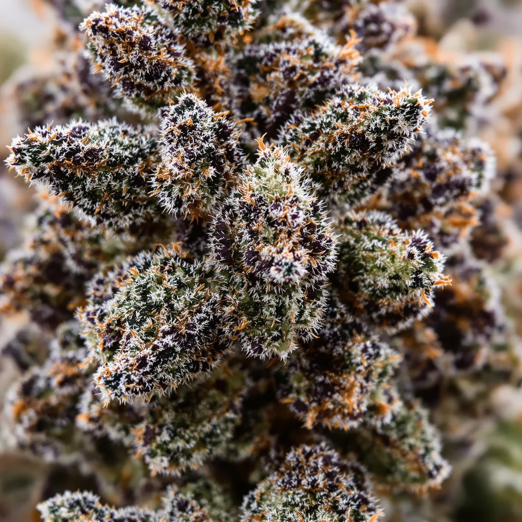 Gros plan de fleur de cannabis Berry Noir montrant calices denses aux reflets violets
