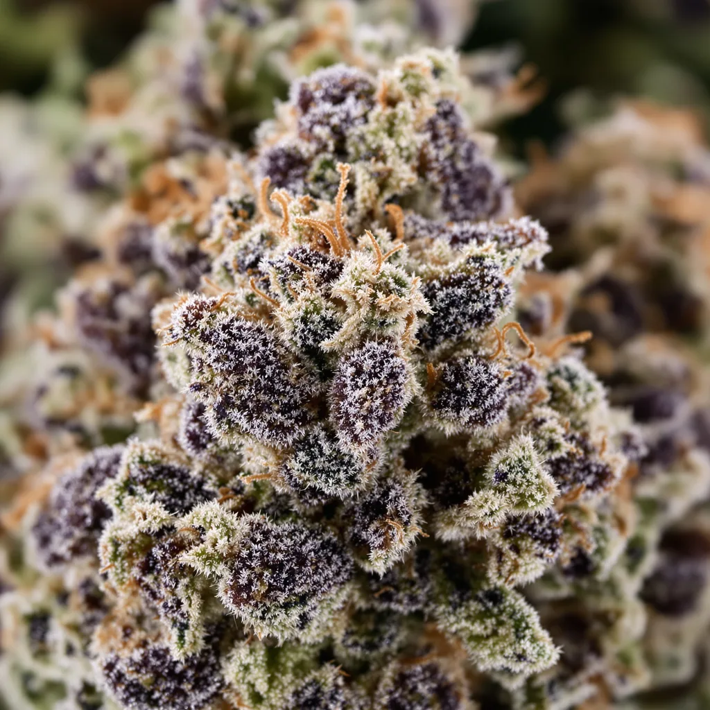 Gros plan de fleur de cannabis Berry White montrant calices denses aux reflets violets